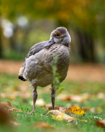 A vertical shot of an Egyptian goose in a field of grassの写真素材