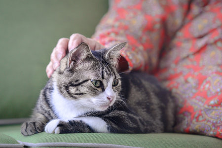 An adorable domestic kitten in a roomの写真素材