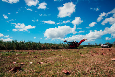 A machine harvesting sugar cane in a fieldの写真素材