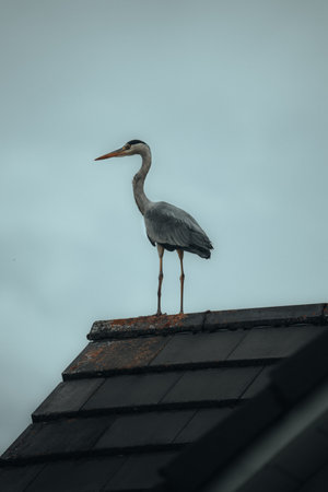 A vertical shot of a grey heron (Ardea cinerea) on the roofの写真素材