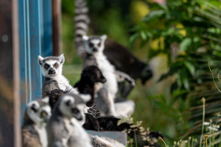 A side view of ring-tailed and black lemurs near the house in the forestの写真素材