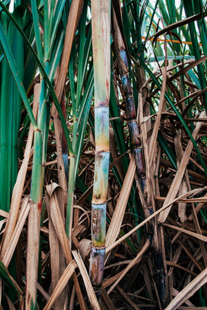 A closeup of sugar caneの写真素材