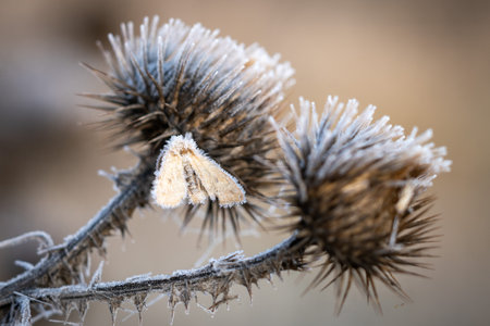 A closeup shot of a frozen yellow butterfly on a thistle plantの写真素材