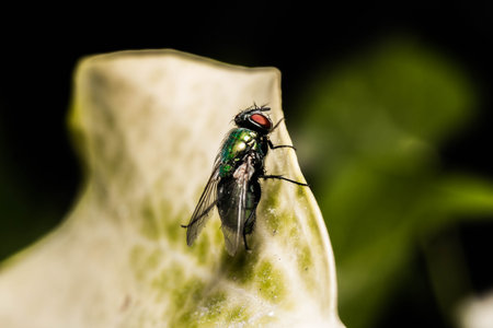A selective focus shot of a fly on leaf