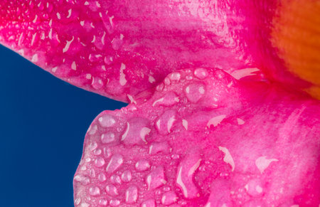 A macro shot of water drops on a pink flower with a blue backgroundの写真素材