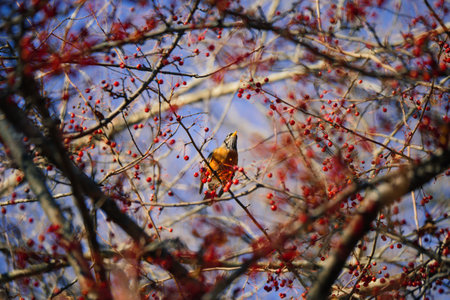 A low angle shot of a bird perched on a branch with red rowan berries