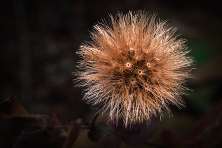 A closeup shot of a dry dandelion flowerの写真素材