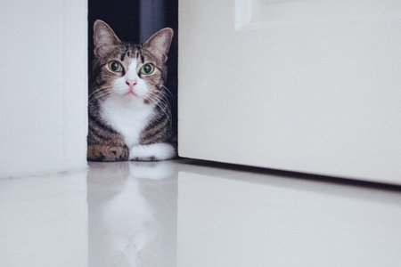 An adorable domestic kitten in a roomの写真素材