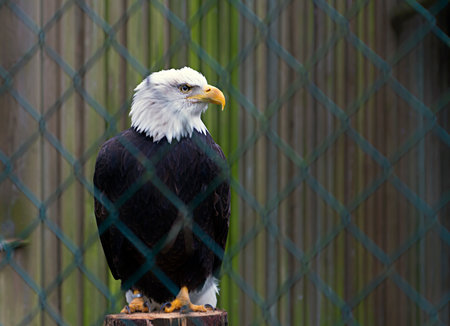 A closeup shot of eagle behind a fenceの写真素材