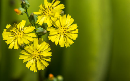 A close-up shot of yellow wildflowers grown in the garden