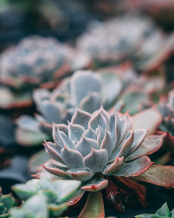 A selective focus shot of potted succulents in the greenhouseの写真素材