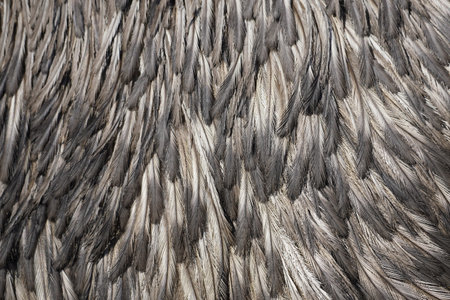 A closeup shot of feathers backgroundの写真素材