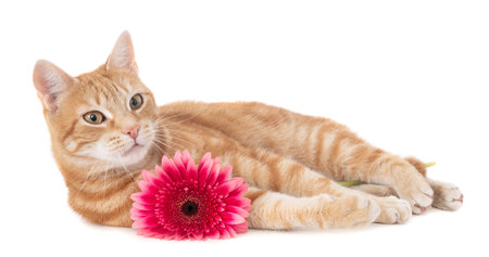 A cute ginger cat lying in the studio with red flower next to her isolated on a white backgroundの写真素材