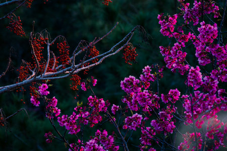A closeup of the beautiful sakura branches. Cherry blossoms, Okinawa, Japan.の写真素材