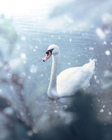 A vertical shot of a white swan peacefully swimming in the lakeの写真素材