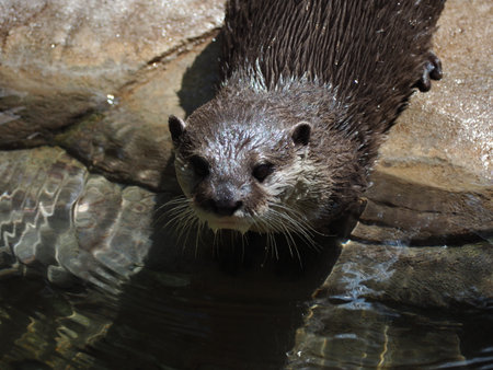 A closeup shot of a north american river otterの写真素材