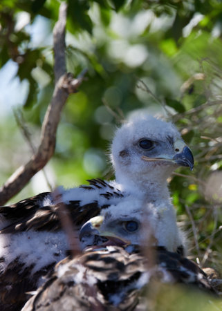 A vertical closeup shot of ferruginous hawk chicks on a nest