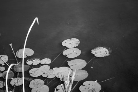 A grayscale shot of water lily pads at Phinizy Swamp Nature Park in Augusta, Georgiaの写真素材