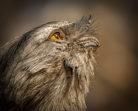 A closeup shot of a fluffy brown owl face