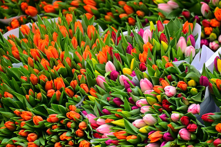 A closeup of colorful tulip bouquetsの写真素材