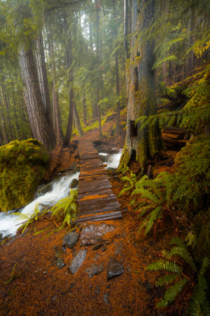 A vertical shot of a narrow wooden walkway in a forest covered in greenery under the sunlight