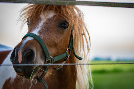 A closeup shot of a brown horse in a farm during the dayの写真素材