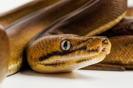 A selective focus of a snake