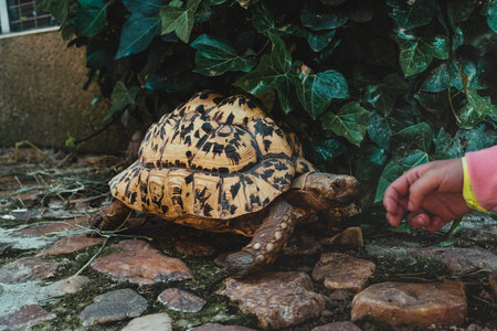 A closeup up shot of a kid playing with the turtleの写真素材