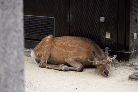 An adorable deer with closed eyes lying on the ground in the zoo - wildlifeの写真素材