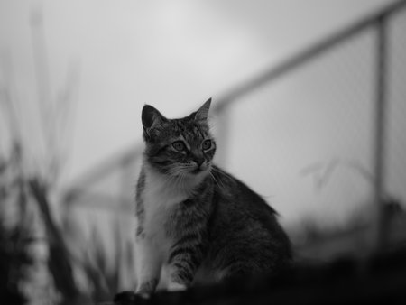 A grayscale shot of a cat looking away outdoorsの写真素材