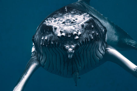 A closeup shot of a humpback whale under the seaの写真素材