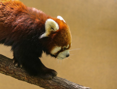 A closeup shot of a cute red panda walking on a branchの写真素材