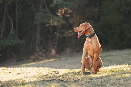 The Hungarian vizsla, pointer dog sitting on the lawn in the park.の写真素材