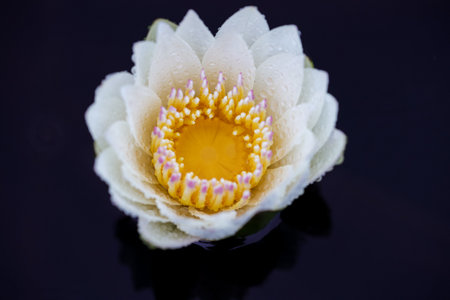 A close up shot of a water lily flowerの写真素材