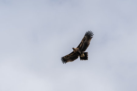 An eagle flying in the sky