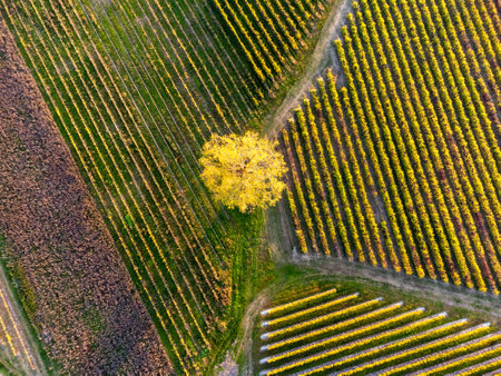 A top view of yellow shrubss in vineyards in autumnの写真素材