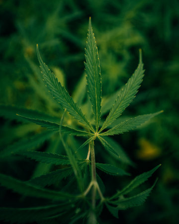 A vertical closeup of the fresh Cannabis. Green foliage.