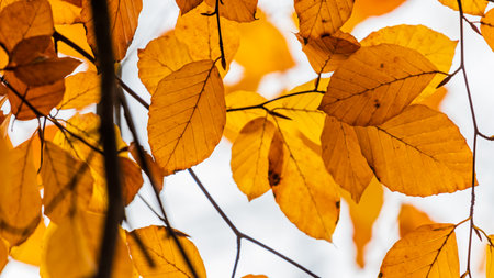 A closeup of orange autumnal leaves during daylightの写真素材