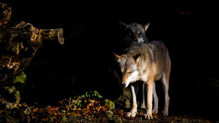 Two wolves in the dark forest with sunlight on them