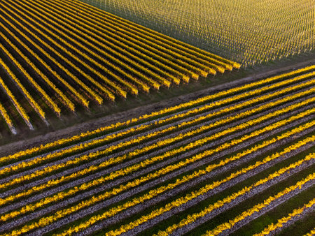 An aerial view of vineyards in autumnの写真素材