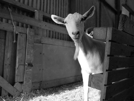 A grayscale shot of a goat in the barnの写真素材