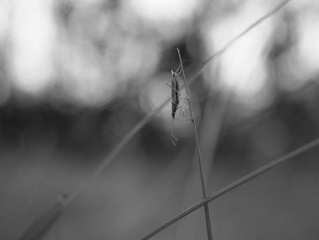 A grayscale shot of a water strider on a grass