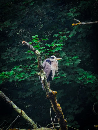 A vertical shot of a Gray Heron perched on a tree branchの写真素材