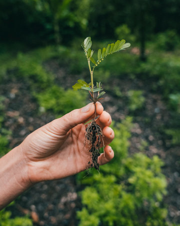 A close-up shot of a hand holding a plant in the field in  Punta Mona, Costa Rica, Central Americaの写真素材