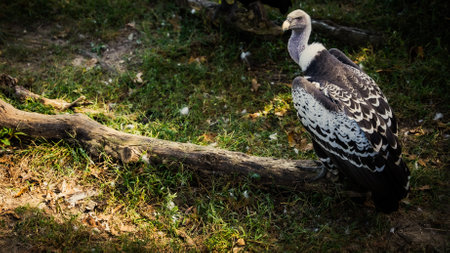 A closeup of the Ruppell's vulture, Gyps rueppelli, also called Ruppell's griffon vulture.