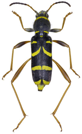 Longhorn beetle species Clytus arietis, trivial name: wasp beetle.の写真素材