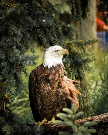 A selective focus shot of a bald eagle sitting on a branchの写真素材