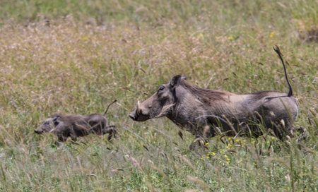 A closeup shot of a mother wild pig with a baby pig in a fieldの写真素材
