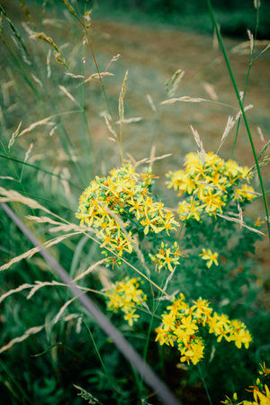 A vertical closeup of Senecio madagascariensis, also known as Madagascar ragwort.