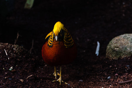 A golden pheasant on dark backgroundの写真素材